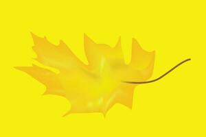 yellow color leaf and yellow color background . vector
