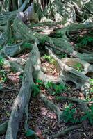 Old plant rooted tree isolated photo