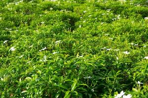 Green jasmine plants for background photo