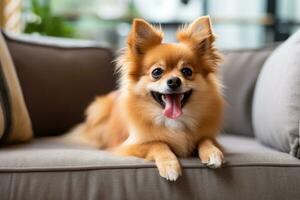 Cute Pomeranian dog lying on sofa at home in living room, An adorable image of a little pooch in a warm, friendly atmosphere, enjoying its forever home with its owner, AI Generated photo