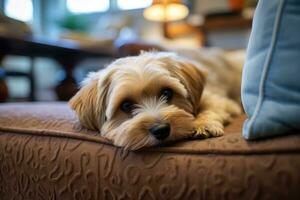 Cute Yorkshire Terrier puppy lying on the sofa in living room, An adorable image of a little pooch in a warm, friendly atmosphere, enjoying its forever home with its owner, AI Generated photo