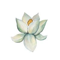 White magnolia flower. Watercolor illustration vector