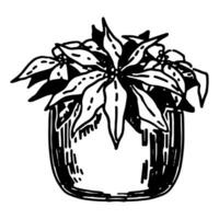 Sketch of blooming Poinsettia in pot. Outline drawing of Christmas home plant. Hand drawn vector illustration. Single clipart isolated on white.