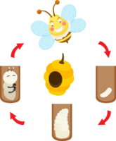 illustration life cycle bee png