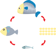 ilustração vida ciclo peixe png