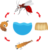 ilustración del ciclo de vida del mosquito png