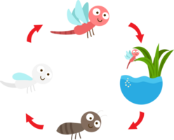 illustration life cycle  dragonfly png