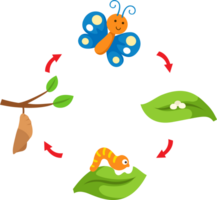 illustration la vie cycle papillon png