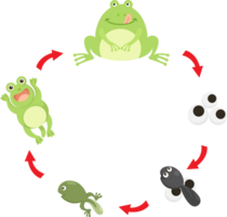 illustrazione vita ciclo rana png