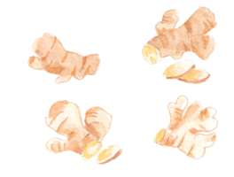 Ginger Root Watercolor Illustration Set png