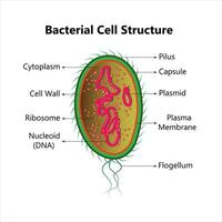 bacteriano célula anatomía etiquetado estructuras en un bacilo célula con nucleoide adn y ribosomas. externo estructuras incluir el cápsula, pili, y flagelo. vector