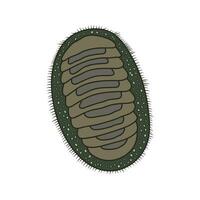 Cartoon Vector illustration chiton icon Isolated on White Background