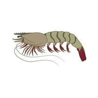 Cartoon Vector illustration tiger prawns icon Isolated on White Background