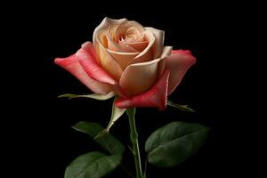 A single pink white rose in front of black background AI Generated photo