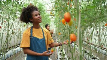 contento donna contadino Lavorando su sua homegrown biologico azienda agricola e raccolta fresco rosso pomodori nel cesti per cucinando e vendita nel il mercato. agricoltura industria e piccolo attività commerciale concetto video