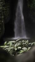 Tropical plants on the background of a waterfall in Indonesia. Vertical video. video