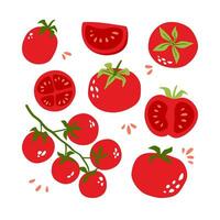 Set of bright juicy tomatoes. Can be used for menu, packaging, textiles. Vector illustration isolated on white background.