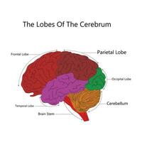 The human brain structure vector