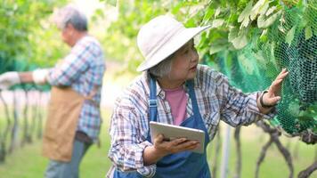 asiatique Sénior femme Les agriculteurs utilisation comprimés à vérifier le qualité de biologique les raisins pour fabrication du vin avant récolte. ferme biologique Frais récolté les raisins et agriculture industrie avec La technologie concept. video