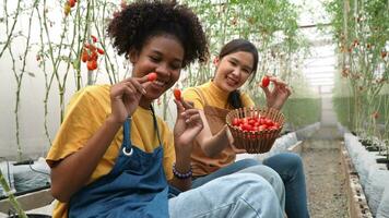 contento donna contadino Lavorando su sua homegrown biologico azienda agricola e raccolta fresco rosso pomodori nel cesti per cucinando e vendita nel il mercato. agricoltura industria e piccolo attività commerciale concetto video