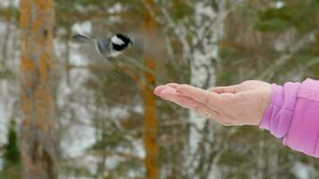 pájaro titmouse en la mano de las mujeres come semillas, invierno, cámara lenta video