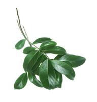 branch leaves or green leaf isolated on white background.. photo