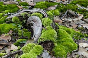 Moss that grows on trees that are placed on the ground in the forest. photo