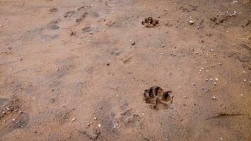 Float the dog's feet on the sand. photo