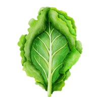 Watercolor and painting fresh cute Chinese Cabbage element. Digital painting of fruit and vegetables with Food illustration. png