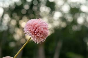 Pink flowers on orange round bokeh blurred background from sunlight. photo