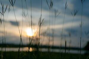 The blurred background of the tops of the grass was the setting sun. photo