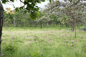 a field of many pink flowers photo