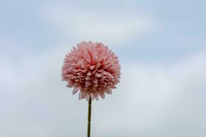 rosado flores en contra un azul cielo antecedentes foto