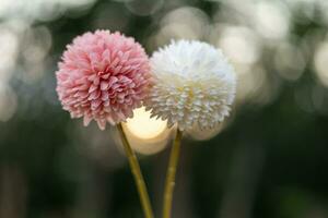 Pink and white flowers on orange round bokeh blurred background from sunlight photo