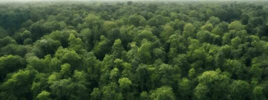 bosque y árbol paisaje textura resumen fondo, aéreo parte superior ver bosque atmósfera área, textura de bosque ver desde arriba, ecosistema y sano ecología ambiente conceptos.. ai generado foto
