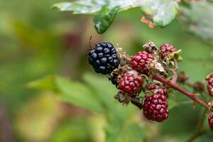 two blackberry bushes on the same branch with the leaves of another bush in the background photo