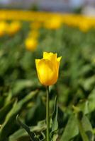 Single vibrant yellow tulip in a field photo