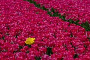 soltero vibrante amarillo tulipán en un campo de rosado tulipanes foto