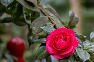 Rosa flor en un frondoso planta con un montón de verde hojas foto