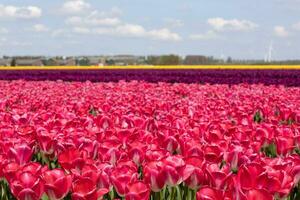 Field of vibrant pink tulips in Netherlands photo
