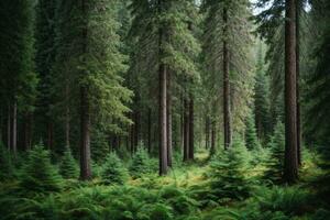 Healthy green trees in a forest of old spruce, fir and pine. AI generated photo