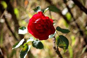 rojo Rosa floreciente son en jardín con hermosa y romántico foto