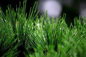 Pine leaves with dew drops take a close-up shot photo