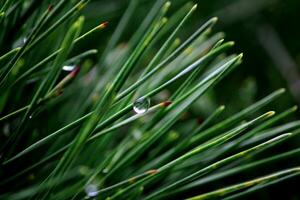 Pine leaves with dew drops take a close-up shot photo