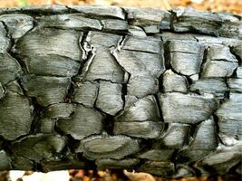 el registros fueron carbonizado quemado madera textura y detalles en el superficie de el carbón foto