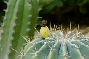 Small Cactus sprouting from a branch photo