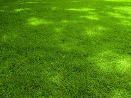 Green grass fresh in the park, Grass field texture, Lawn background photo