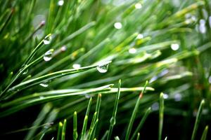 Pine leaves with dew drops take a close-up shot photo