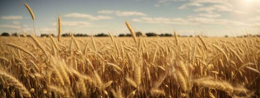 golden wheat field and sunny day. AI generated photo