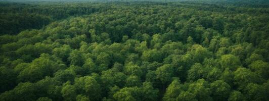 Forest and tree landscape texture abstract background, Aerial top view forest atmosphere area, Texture of forest view from above, Ecosystem and healthy ecology environment concepts.. AI generated photo